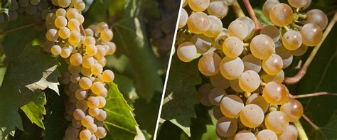 Frontenac Blanc Grape Cultivar Minnesota Hardy