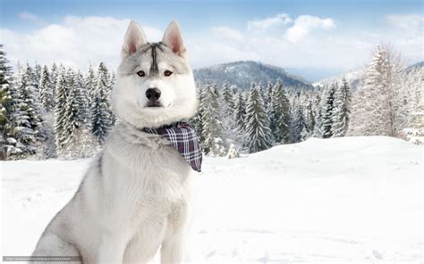 Download Wallpaper Animals Animal Winter Syberian Free