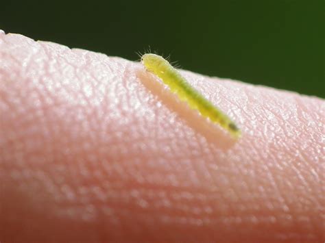 Tiny Green Caterpillar By Harrietbaxter On Deviantart