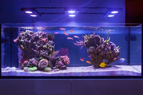 Inspiring Tank Frag Box Corals