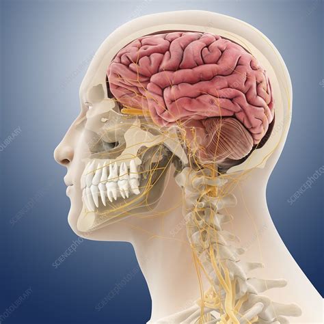 Head And Neck Anatomy Artwork Stock Image C0134440 Science