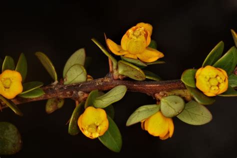 Berberis Microphylla Gforst Plants Of The World Online Kew Science