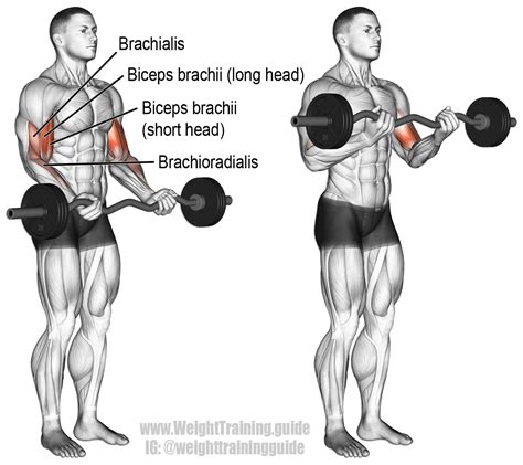 Ez Bar Curl Exercise Instructions And Video Weight Training Guide