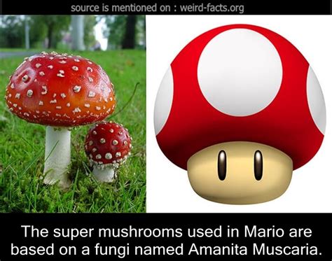 Amanita Muscaria Mushrooms Effects All Mushroom Info