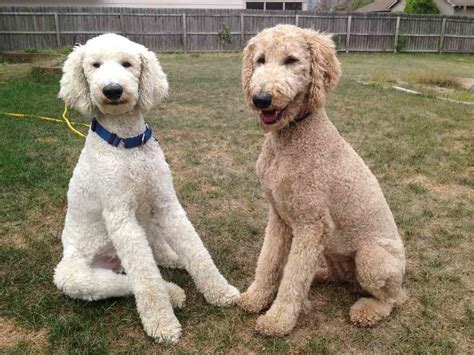 This sweet akc mini poodle puppy is ready for a loving furever home! Pin on Doodle cuts