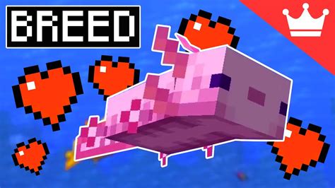How To Breed Axolotls In Minecraft All Versions Youtube