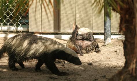 🦡 Tejón De La Miel Características Y Curiosidades Animales Salvajes