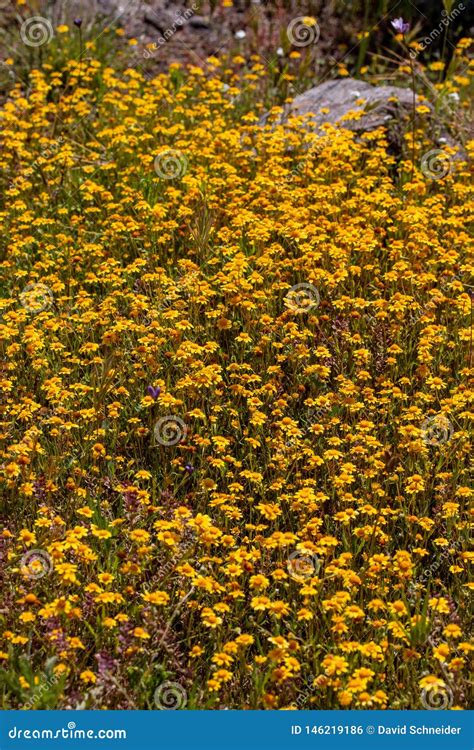 Bright Yellow Flowers Coastal Shrub Bloom Stock Photo Image Of Area