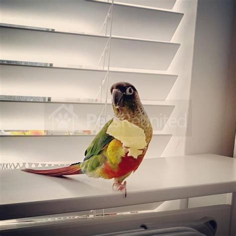 lost parrot green with red belly and tail green cheeked conure parrot called henrique