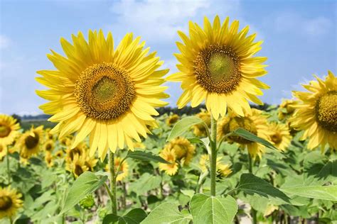 33 Different Types Of Sunflowers And Why You Should Grow Them 2022