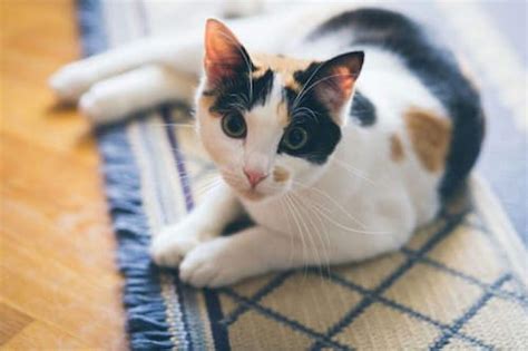 Cat Colors: 10+ Facts About Cat Coats and Patterns - CatsBuz