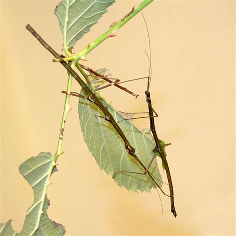 Pacific Science Center Life Sciences A Stick Bug Mystery