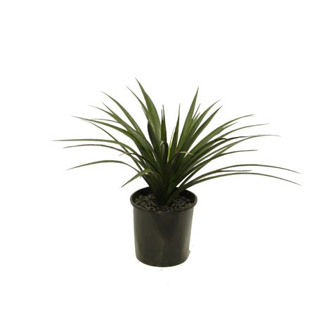 There are 245 artificial yucca for sale on etsy, and they cost. YUCCA PLANT 45CM POTTED UV STABILISED | Artificial Plants ...