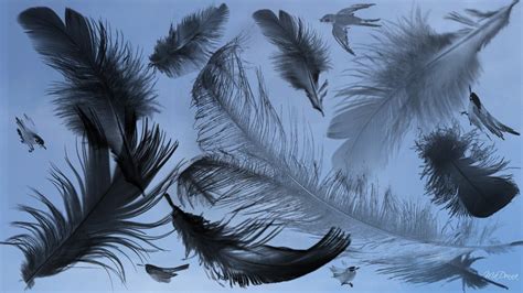 49 Bird Feather Wallpaper On Wallpapersafari
