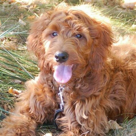 Irish Setter Poodle Mix Poodle Mixes Pinterest