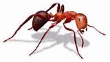 Photos of Red Fire Ants Facts