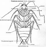 Images of Cockroach Diagram