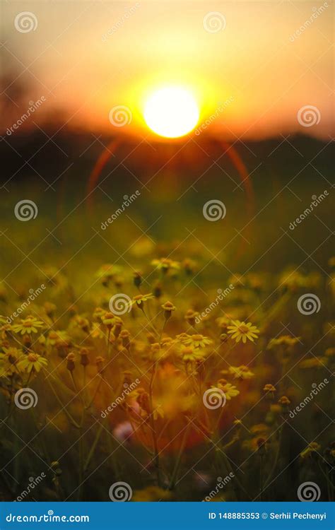 Beautiful Yellow Camomile Flowers On Sunset Sky Background Stock Image