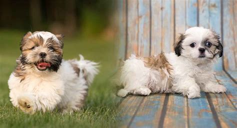 88 Havanese Shih Tzu Mix Puppies For Sale L2sanpiero