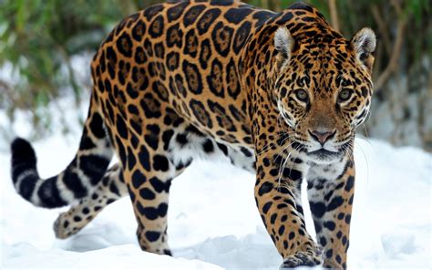 Tens of millions of stock images & illustrations. Jaguar Animal HD Wallpapers - The Cool Art | Jaguar animal ...