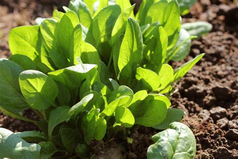 Spinach Planting And Spinach Growing How To Grow Spinach General Tips