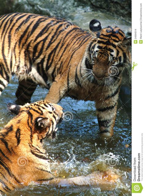 Young Tigers Playing In Water Stock Photo Image Of