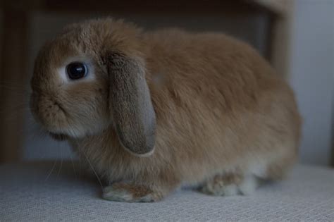 9 Lovable Lop Eared Rabbit Breeds With Pictures Pet Keen