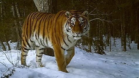 Siberian Tigers Filmed In The Wild Cbbc Newsround