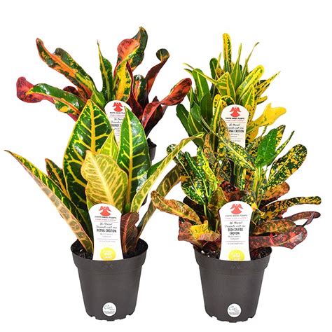 How Do You Care For An Exotic Angel Plant Exotic Angel Plants 3 Quart Tropical In Plastic