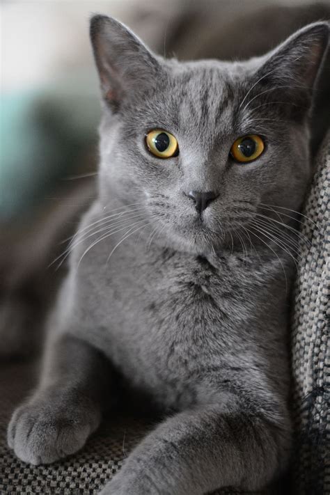 Gray Persian Cat Cloth Cat Portrait Kitten Domestic Cat Animal