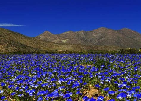 In Images Stunning Flower Fields Of The Atacama Desert