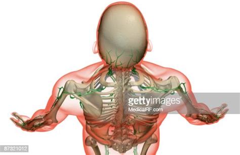 The Lymph Supply Of The Head And Shoulder Stock Illustration Getty Images