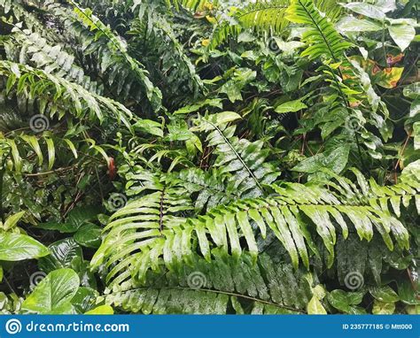 Tropical Plants Leaves Wet With Rain Stock Image Image Of Flower