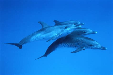 Atlantic Spotted Dolphin Photos