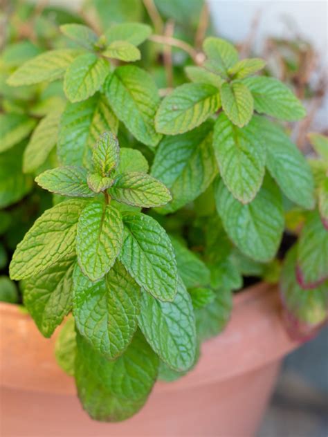 Peppermint Plant In Pot