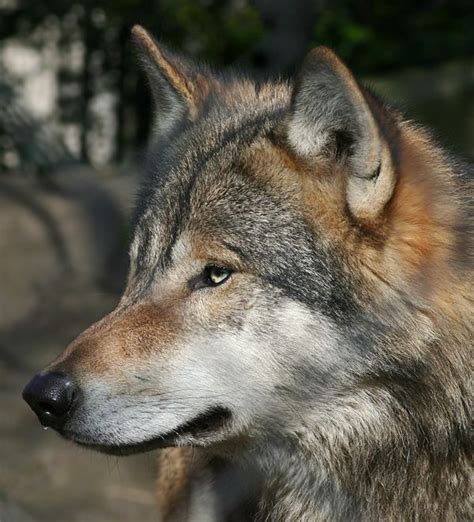 Sniffing Wolf Wolf Grey Wolf Animals