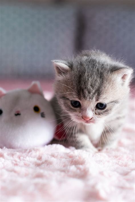 Cats And Kittens Wallpapers Wallpaper Cave
