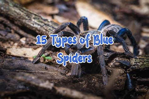 25 Stunning Blue Spiders In The World With Pictures