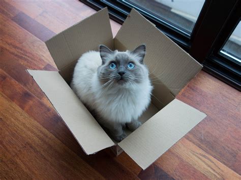 Whats Up With That Why Do Cats Love Boxes So Much Wired