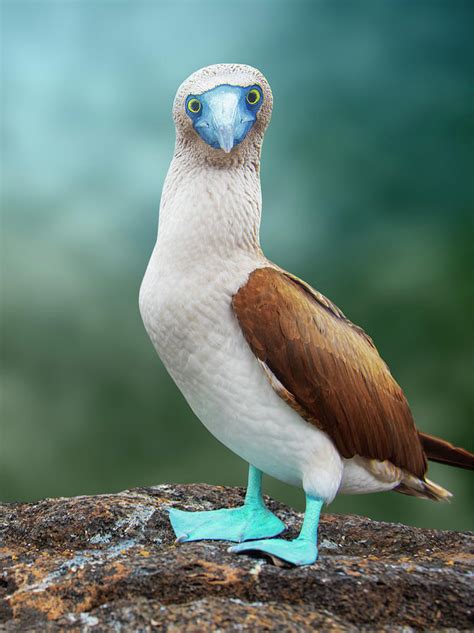 Blue Footed Booby 2 Photograph By Antonio Busiello Pixels