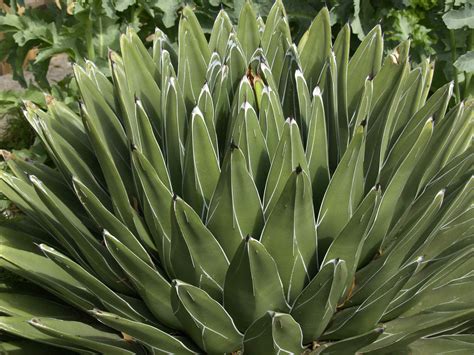 At her death, it was said, britain had a worldwide empire on which the sun never set. Freeze-Damaged Succulents | Central Texas Gardener