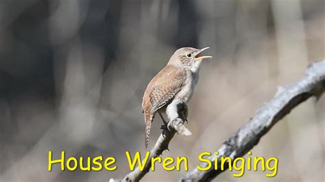 House Wren Singing Youtube