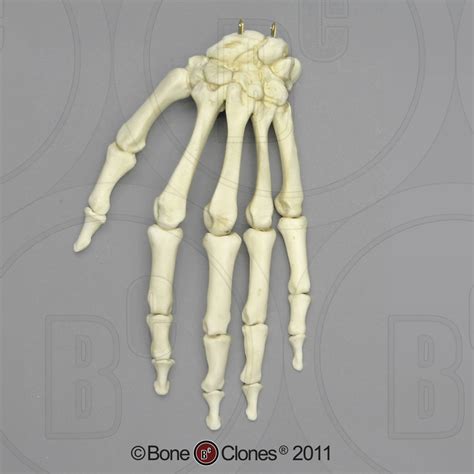 Human Male Asian Robust Hand Articulated Rigid Bone Clones Inc