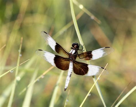 Male Widow Skimmer Dragonfly Free Stock Photo Public Domain Pictures