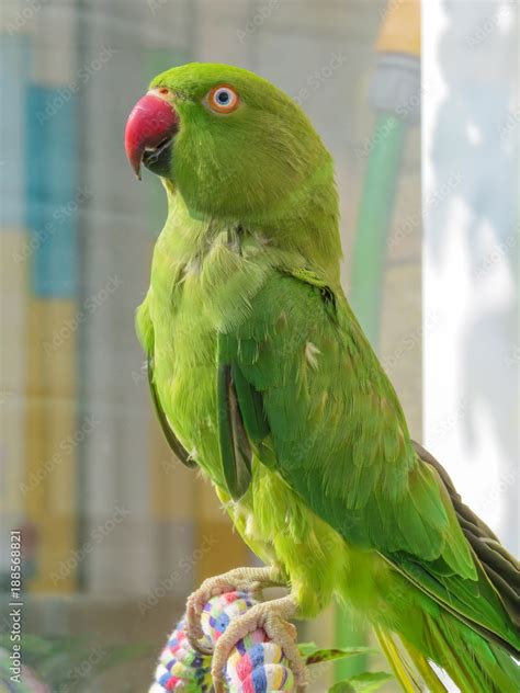 female green parakeet