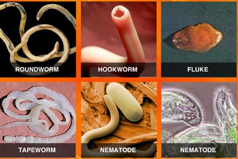 Different Types Of Human Parasites