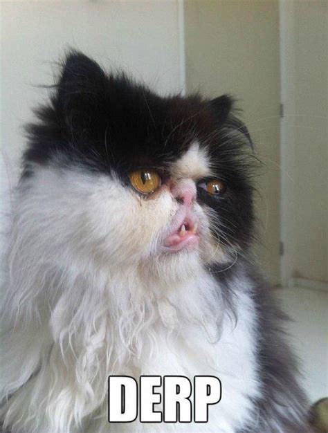 Derp Cat Funlexia Funny Pictures