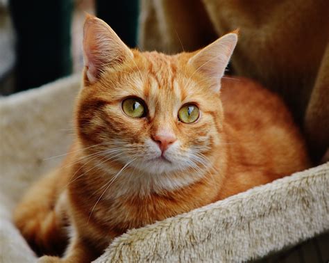 Fascinating Facts About The Orange Tabby Cat With Pictures 98484 Hot