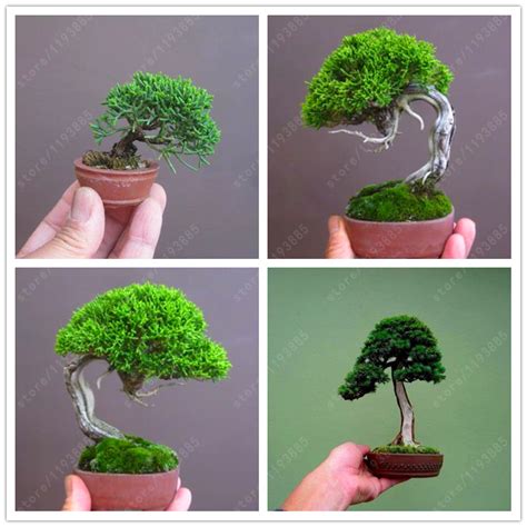50 Pcsbag Miniature Pine Seeds Bonsai Tree Seeds Indoor Woody Plants
