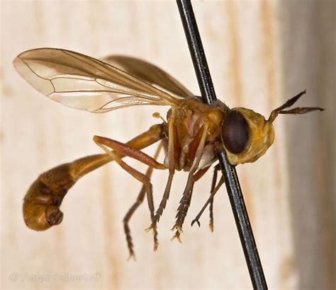 Curated Physoconops Gracilis 1 From The Essig Museum U C Berkeley Physoconops Gracilis